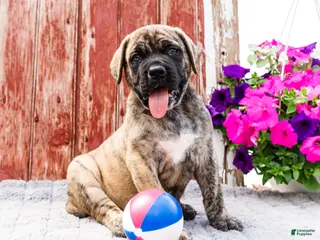 English Mastiff dogs for sale: Paul - Ad 2