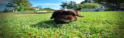 Havapoo dogs for sale: Jackson-LABOR DAY SALE-TAKE $100 OFF!!! - Ad 17