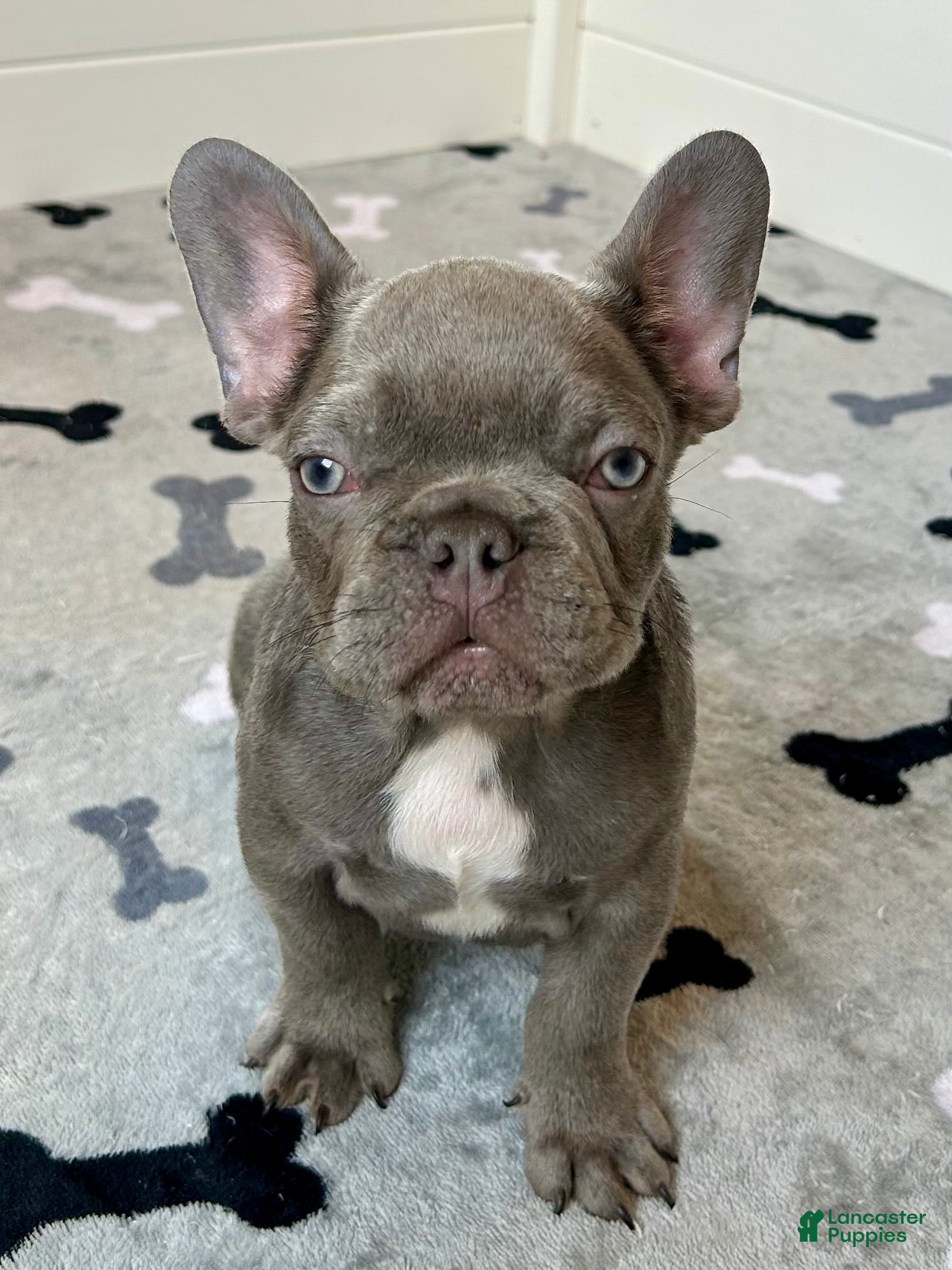 French Bulldog dogs Hershey - Ad 1