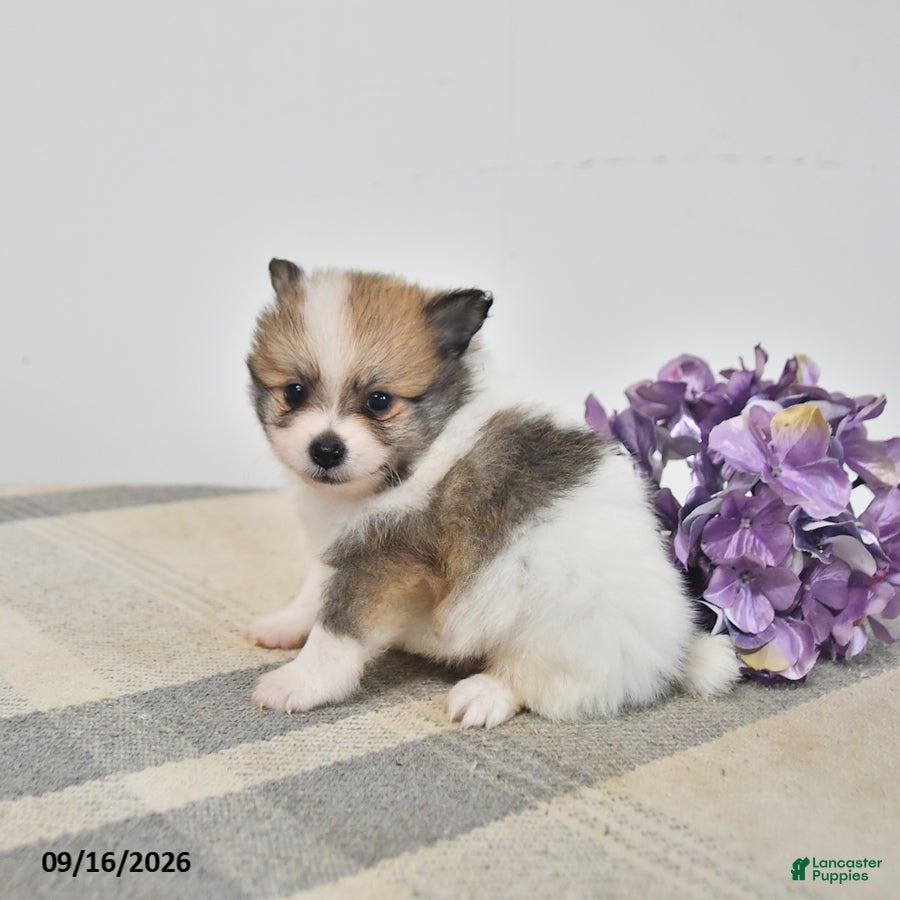 Pomeranian dogs Baxter - Ad 2
