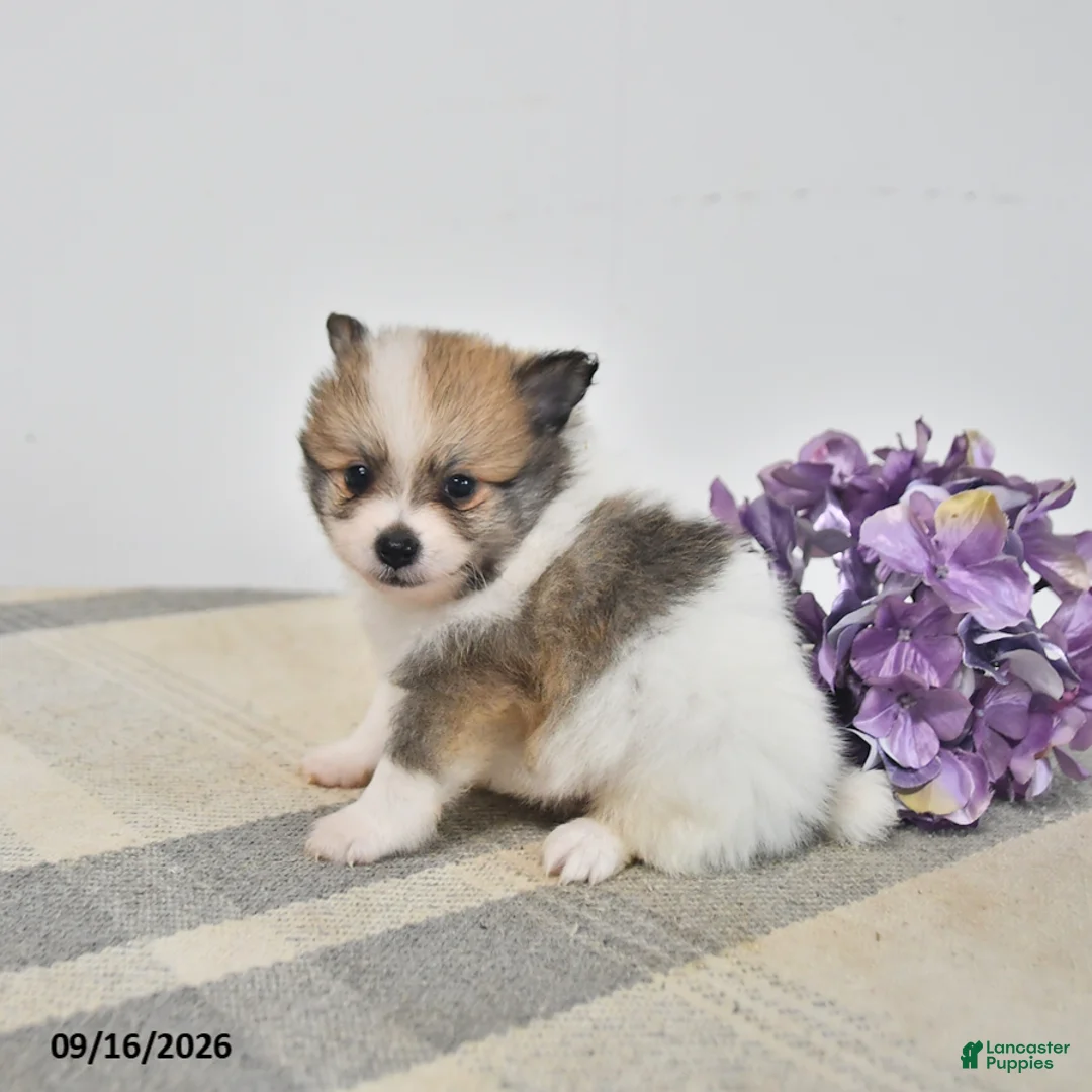 Pomeranian dogs for sale: Baxter - Ad 2