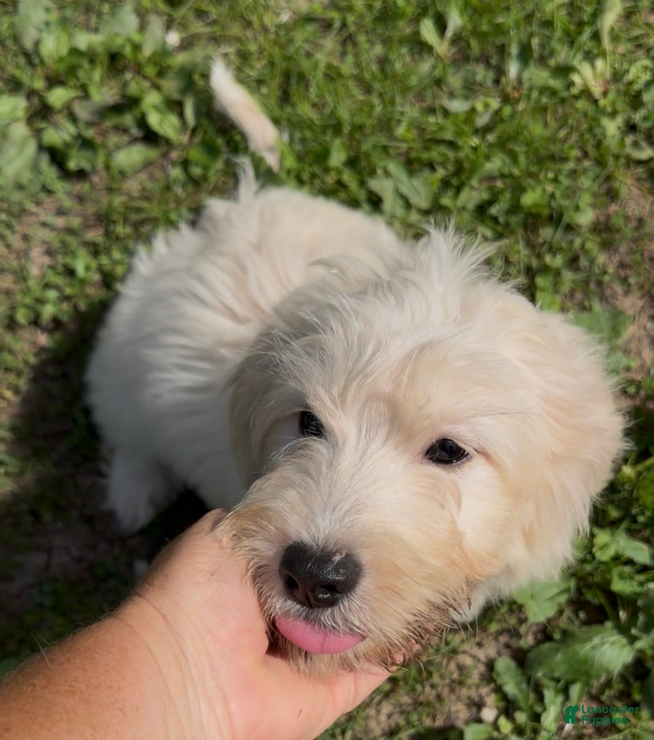 Mini Goldendoodle dogs Kristoff - Ad 1