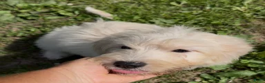 Kristoff