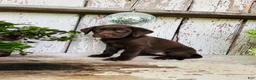 Labrador Retriever dogs for sale: Daisy  - Ad 3