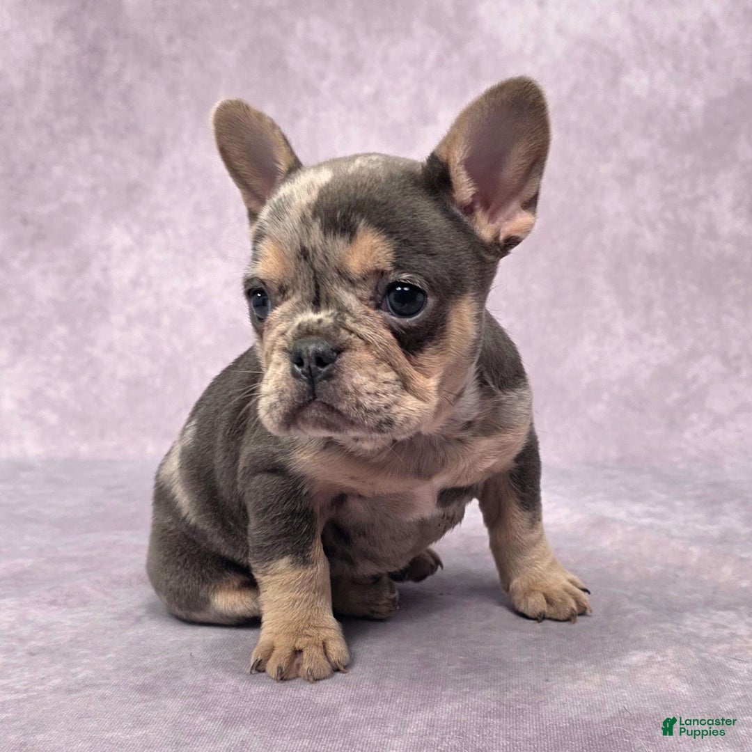 French Bulldog dogs for sale: Remi - Ad 10