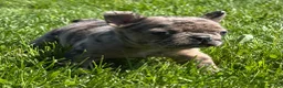 Frenchton dogs for sale: Coconut  - Ad 2