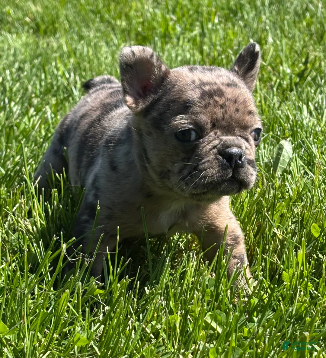 Frenchton dogs for sale: Coconut  - Ad 2