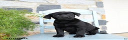 Labrador Retriever dogs for sale: Coco  - Ad 4