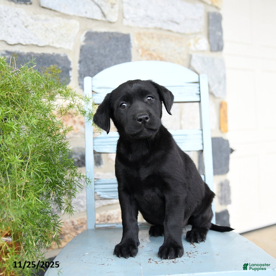 Labrador Retriever dogs for sale: Coco  - Ad 4