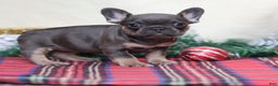French Bulldog dogs for sale: Angel - Ad 5