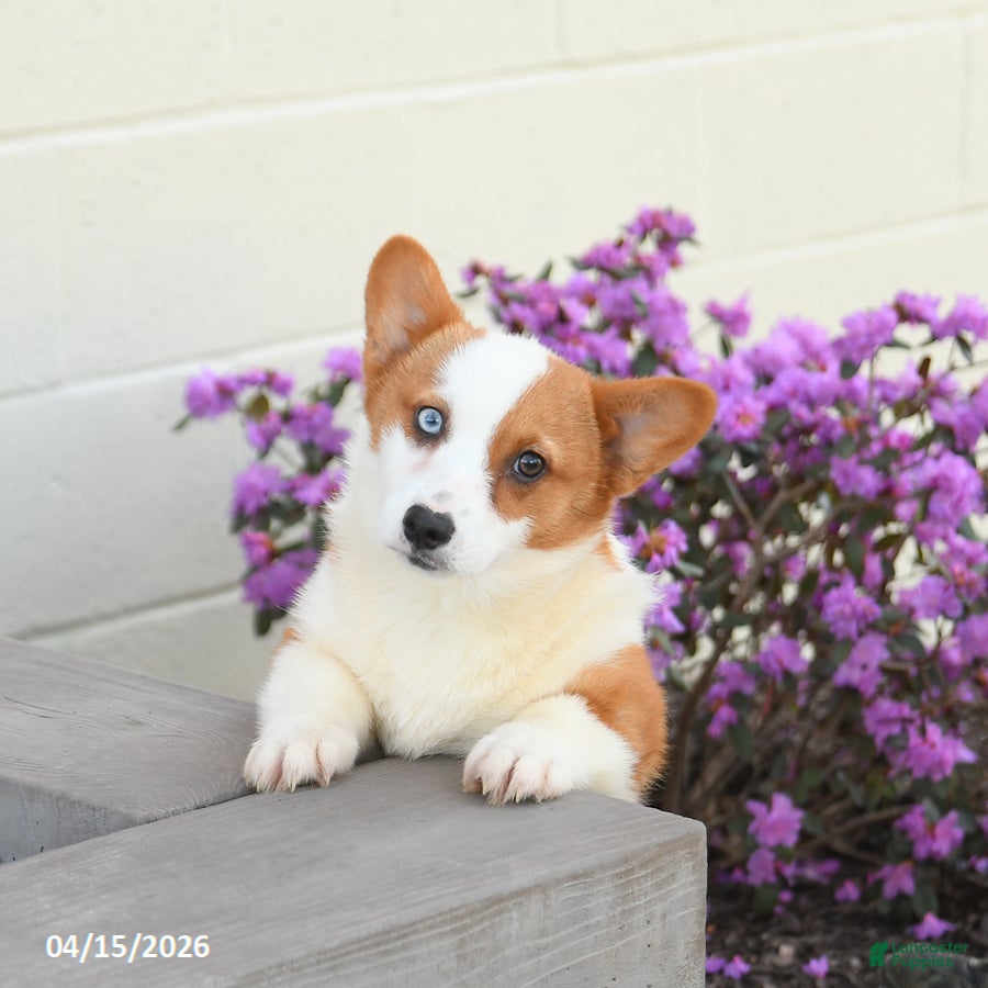 Welsh Corgi Pembroke dogs Penny  - Ad 2