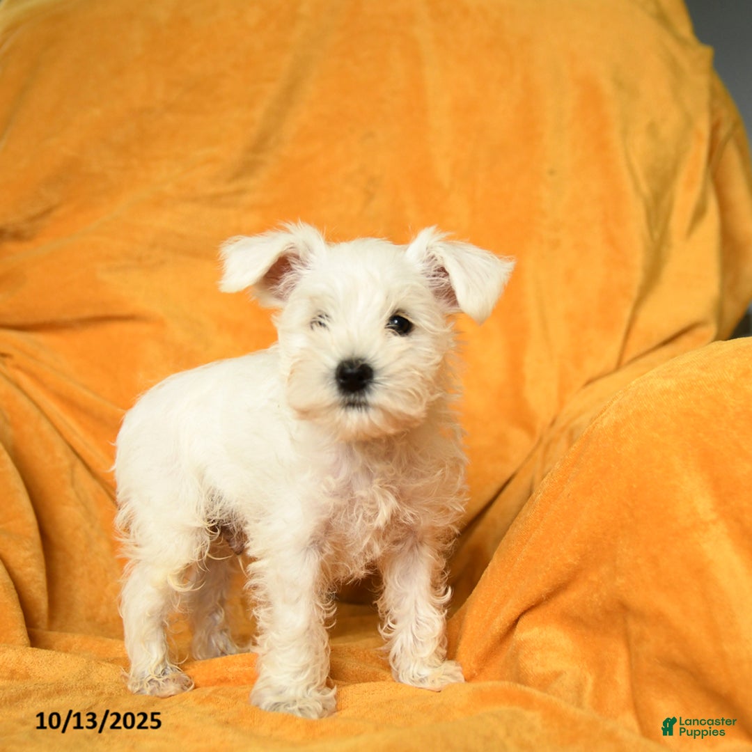 Schnoodle dogs for sale: Eddy - Ad 13