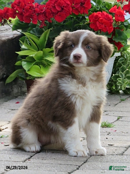 Miniature Australian Shepherd dogs Olivia - Ad 1