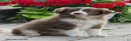 Miniature Australian Shepherd dogs for sale: Olivia - Ad 1