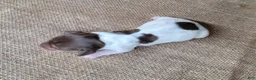 Miniature Dachshund dogs for sale: Chloe AKC *Delivery available* - Ad 3