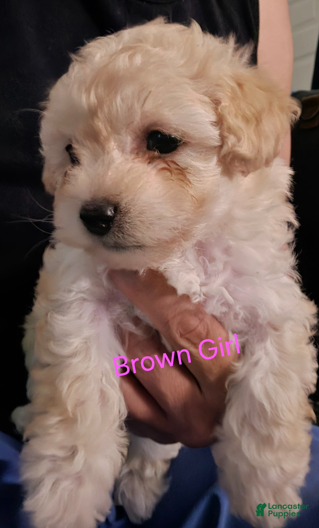 Maltipoo dogs Maltipoo Puppy 3 - Ad 21