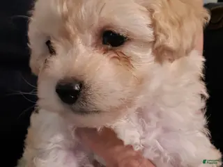 Maltipoo dogs Maltipoo Puppy 3 - Ad 3