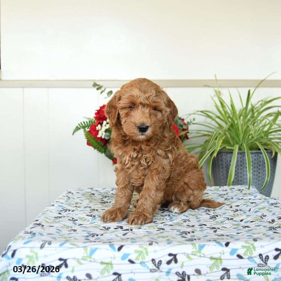 Mini Goldendoodle dogs Wellington - Ad 1