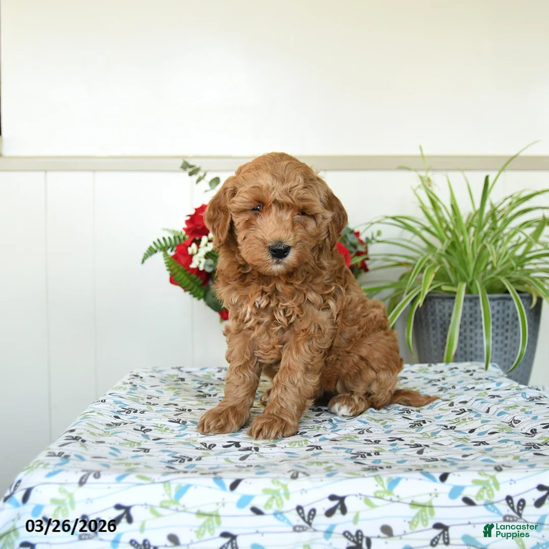 Mini Goldendoodle dogs for sale: Wellington - Ad 1