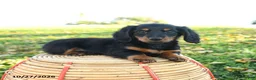 Miniature Dachshund dogs for sale: Autumn - Ad 4