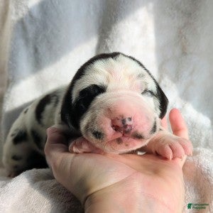 Great Dane dogs Willow - Ad 2