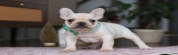 French Bulldog dogs for sale: Swayer - Ad 3