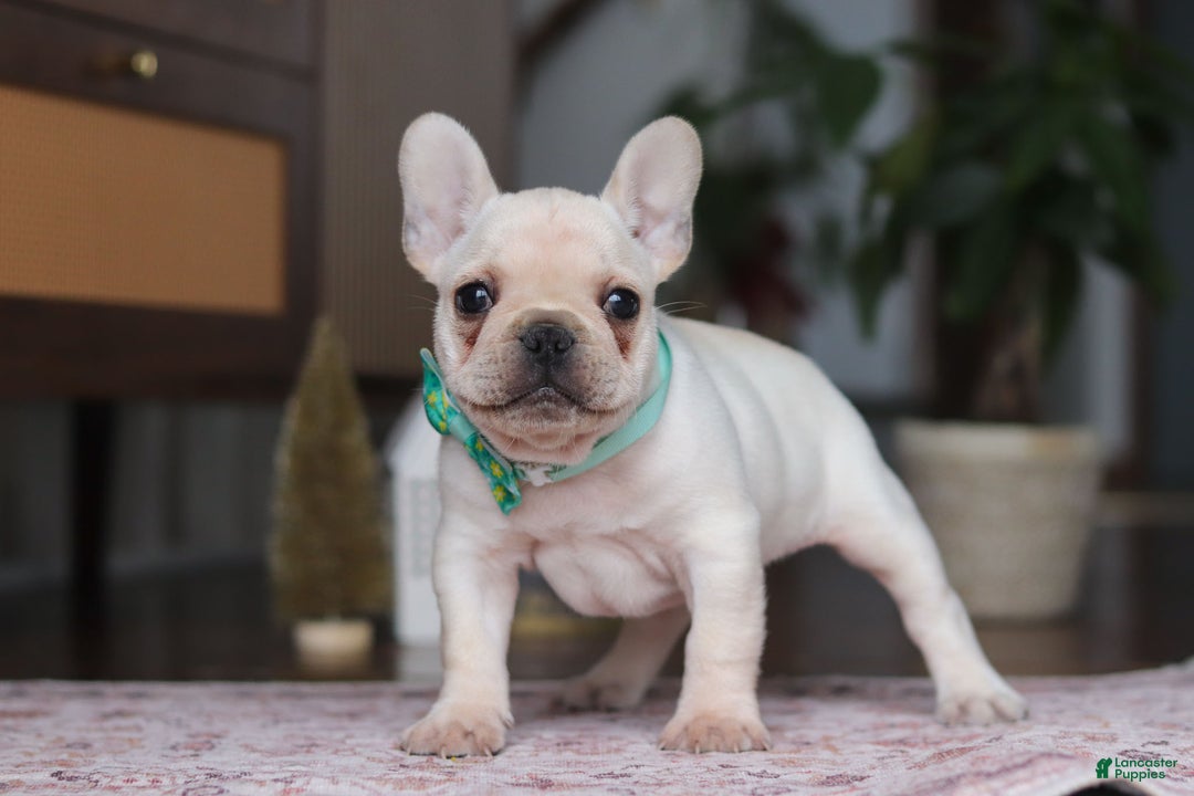 French Bulldog dogs for sale: Swayer - Ad 3
