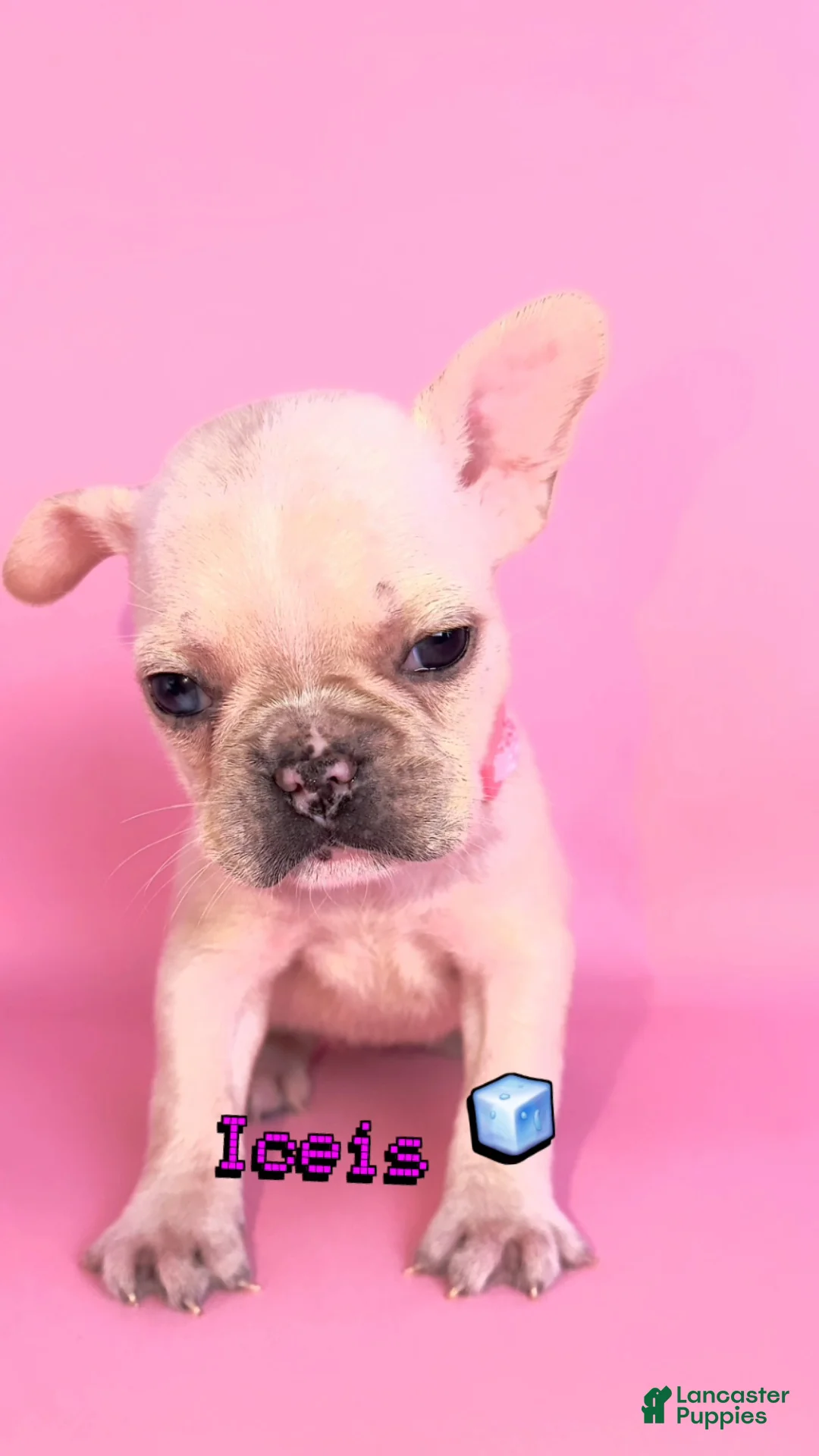 French Bulldog dogs for sale: Iceis 🧊🐾 - Ad 1