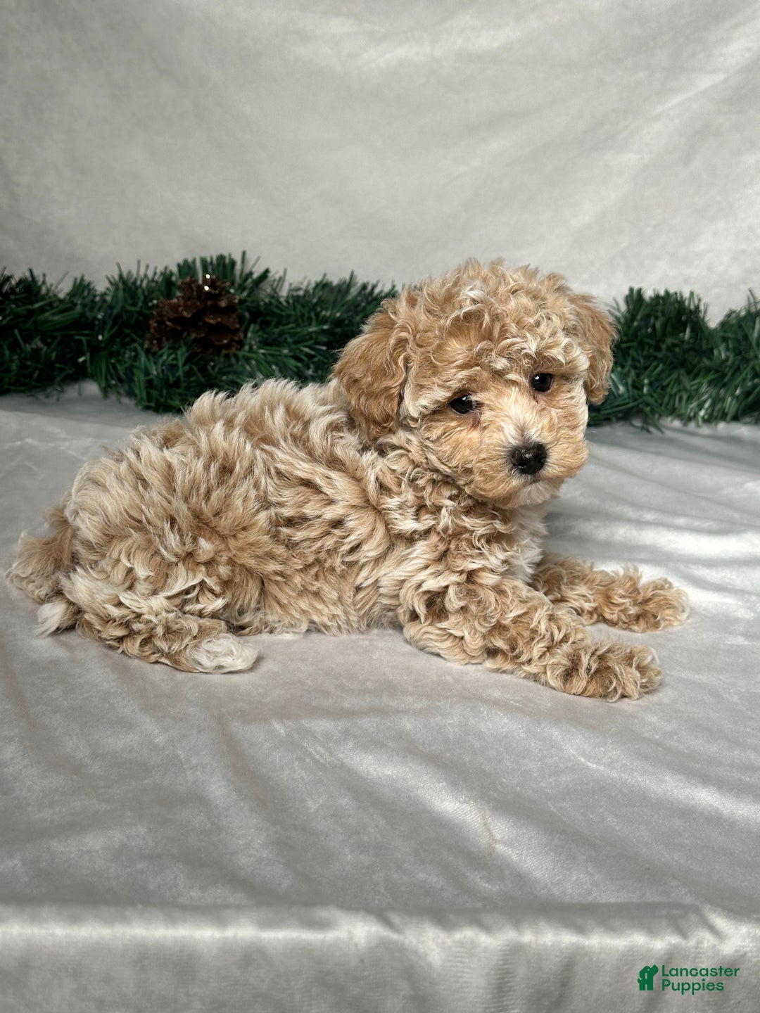 Bichpoo dogs for sale: Heidi - Ad 2