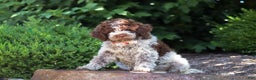 Lagotto Romagnolo dogs for sale: Mia - Ad 8