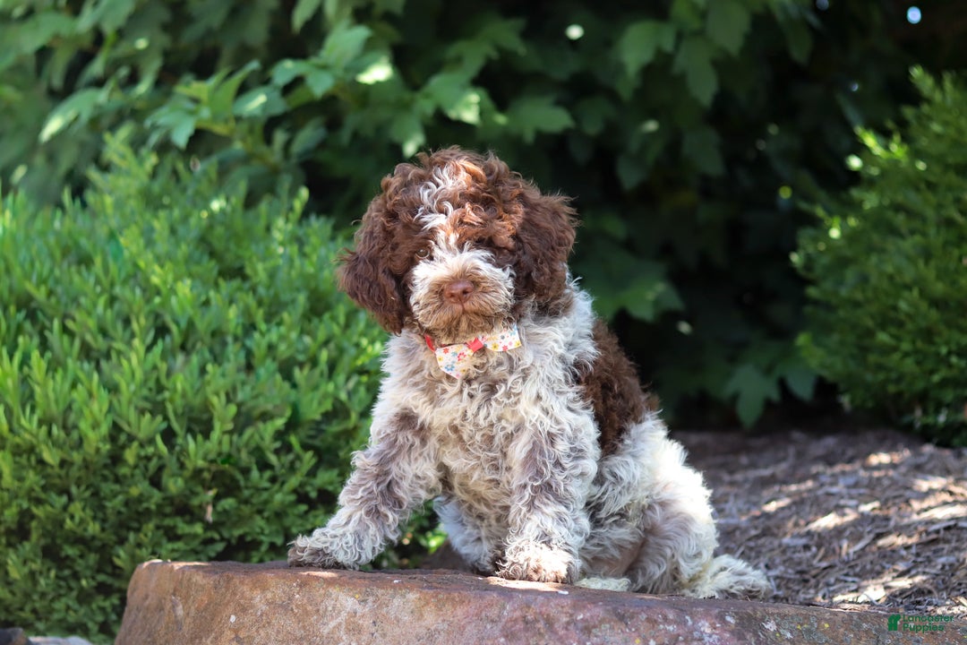 Lagotto Romagnolo dogs for sale: Mia - Ad 8