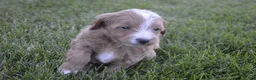 Mini Goldendoodle dogs for sale: Cooper  - Ad 4
