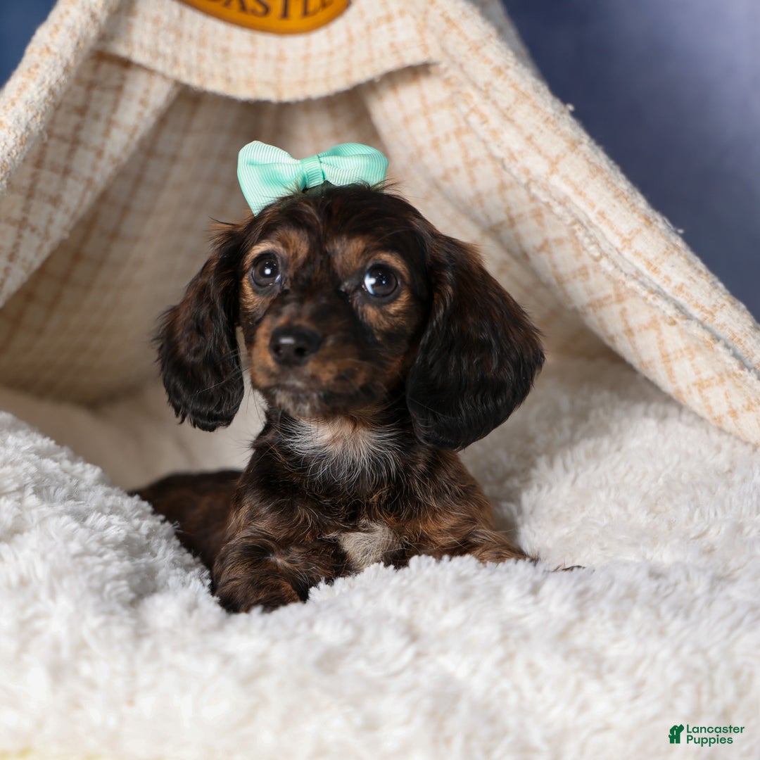 Miniature Dachshund dogs for sale: Cleo - Ad 19
