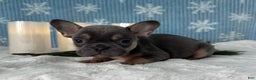 French Bulldog dogs for sale: Bentley - Ad 7