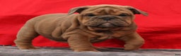 English Bulldog dogs for sale: Scarlett - Ad 7