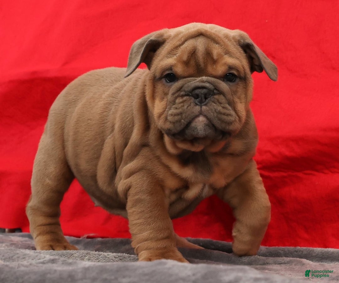 English Bulldog dogs for sale: Scarlett - Ad 7