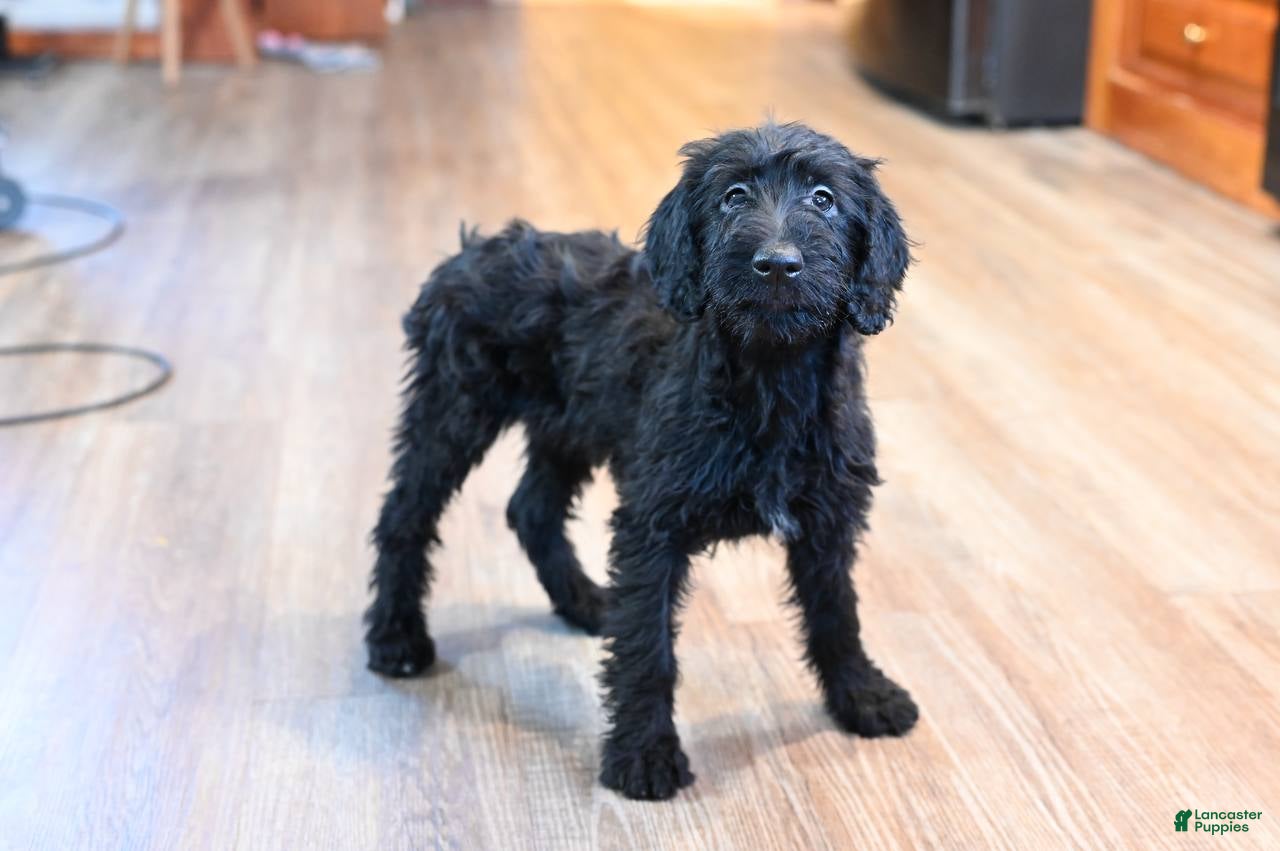 Mixed Breed dogs Blossom - Ad 1