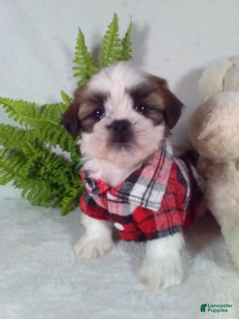 Shih Tzu dogs Rio - Ad 1