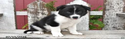 Border Collie dogs for sale: Denver - Ad 3