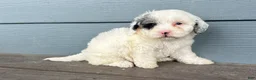 Cavapoo dogs for sale: Blot - Ad 3