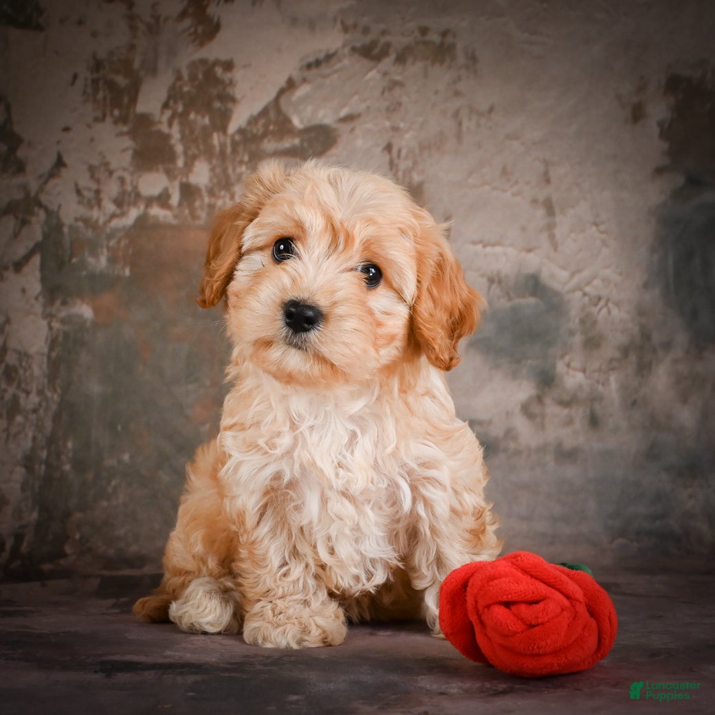 Cavachon dogs Jolene - Ad 1