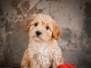Cavachon dogs for sale: Jolene - Ad 2
