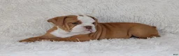 English Bulldog dogs for sale: Kallie - Ad 3