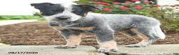 Australian Cattle Dog dogs for sale: Fable - Ad 3