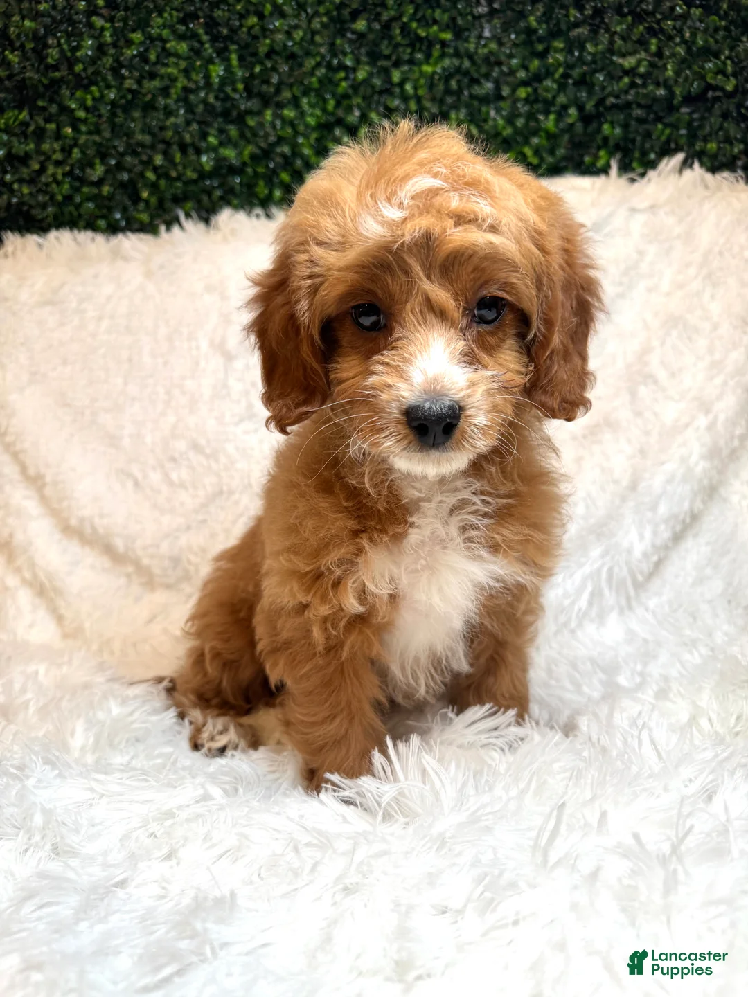 Cavapoo dogs for sale: Cavapoo Puppy 1 - Ad 2