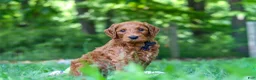 Goldendoodle dogs for sale: Evan - Ad 6
