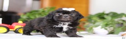 Shih Tzu dogs for sale: Emery - Ad 5