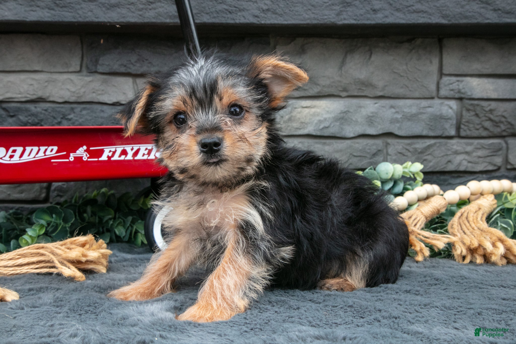 Yorkshire Terrier dogs Justin - Ad 1