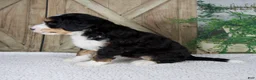 Mini Bernedoodle dogs for sale: Travis - Ad 3