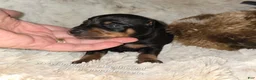 Miniature Pinscher dogs for sale: AKC Cosmo  - Ad 2
